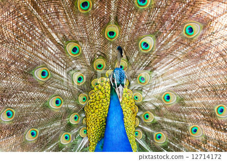 male indian peafowl 12714172