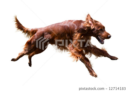 Irish Setter 12714183