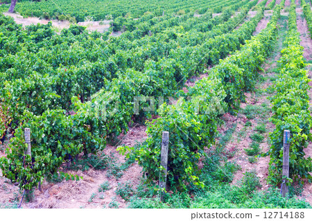 Rural landscape in vineyards plant 12714188