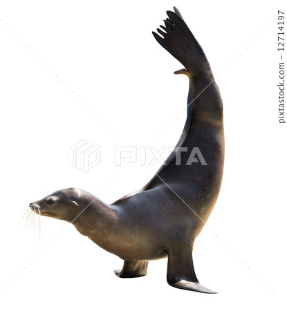 Earless seal over white Earless seal over white 12714197