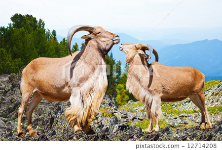 sheeps in wildness area 12714208