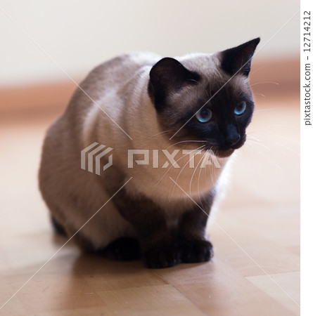 Siamese cat on wooden floor 12714212