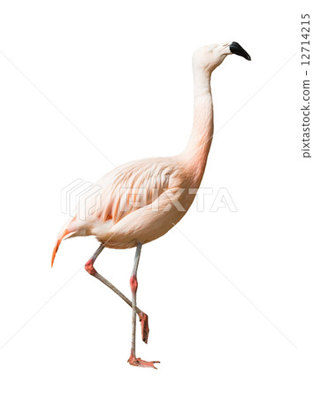 Full Length of Chilean flamingo (Phoenicopterus chilensis) 12714215