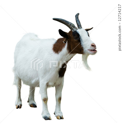Farm goat. Isolated on white 12714217