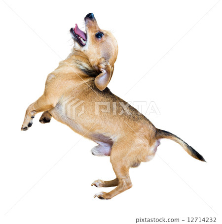 Barking Russkiy Toy Terrier 12714232