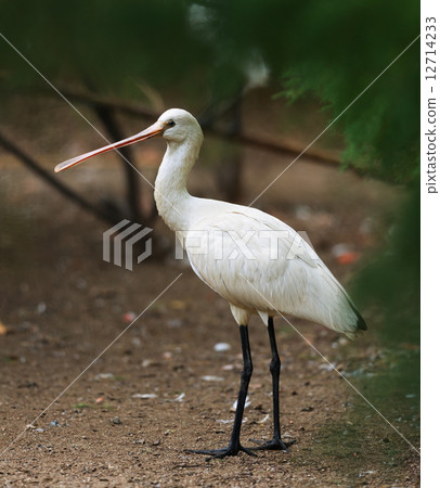 Eurasian Spoonbill Eurasian Spoonbill 12714233