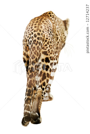 Rear view of walking  leopard 12714237