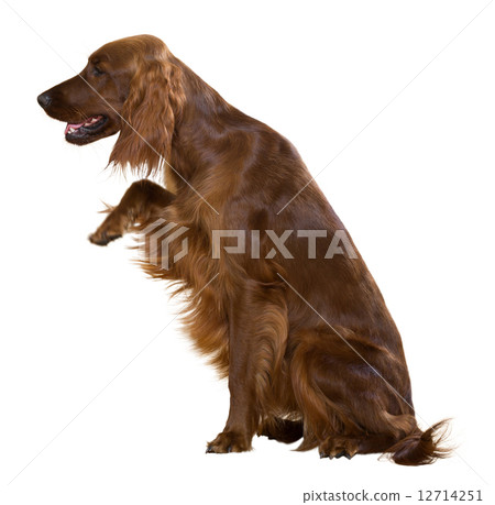 Irish Setter 12714251