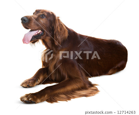 Lying Irish Setter 12714263