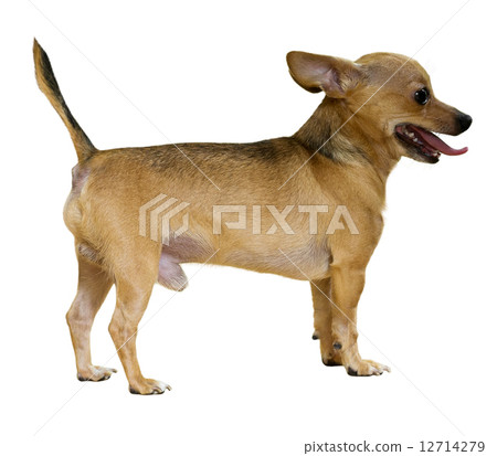 Russkiy Toy 12714279