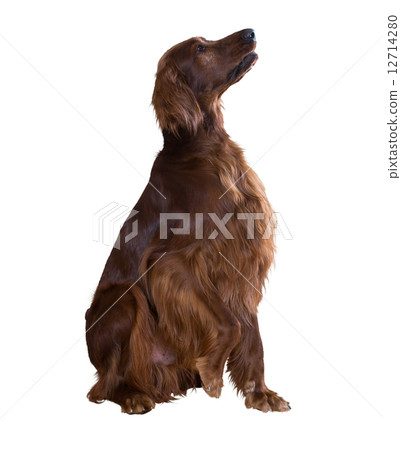 Irish Setter 12714280