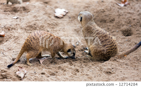 Two meerkats Two meerkats 12714284