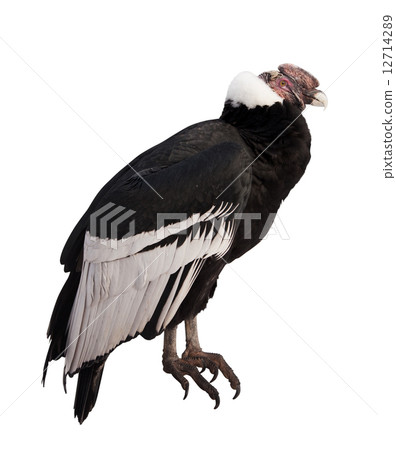 Andean condor.  Isolated over white background 12714289