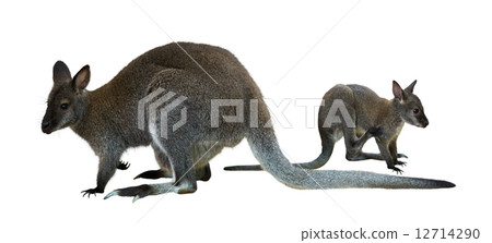 Red-necked wallaby 12714290