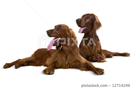 Couple of Irish Setters Couple of Irish Setters 12714299