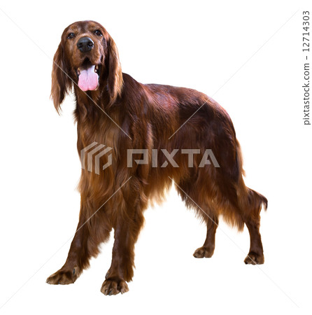 male red irish Setter 12714303