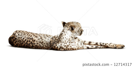 lying Cheetah over white background lying Cheetah over white background 12714317