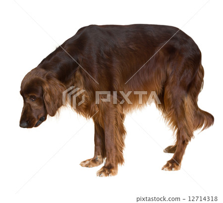 Irish Setter Irish Setter 12714318
