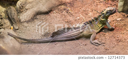 Philippine Sailfin Lizard 12714373