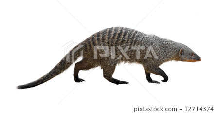 Banded mongoose 12714374