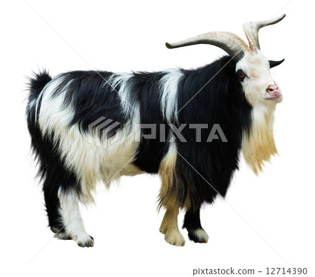 goat 12714390