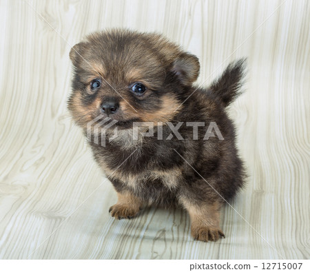 Pomeranian spitz 12715007