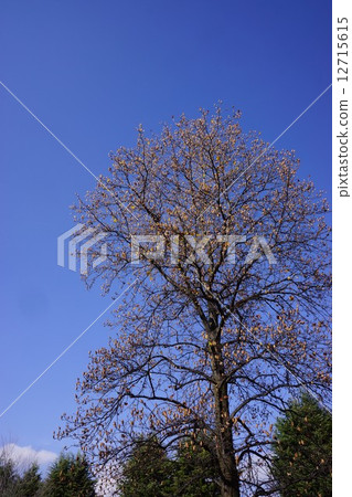 Lily of lily with fruit late autumn 12715615
