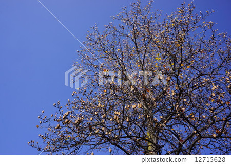 Lily of lily with fruit late autumn 12715628