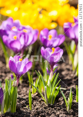 crocus flowers crocus flowers 12717651