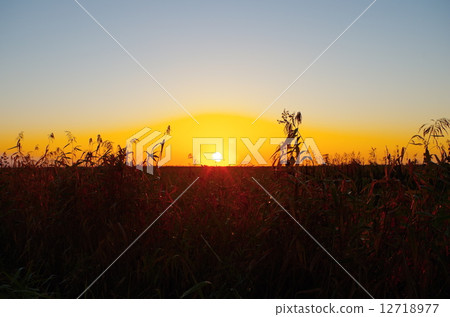 Wilderness and Asahi 12718977