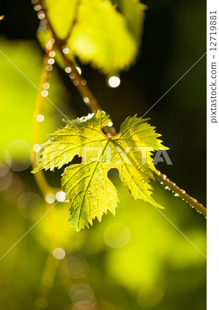 Rain drops on grape leaves 12719881
