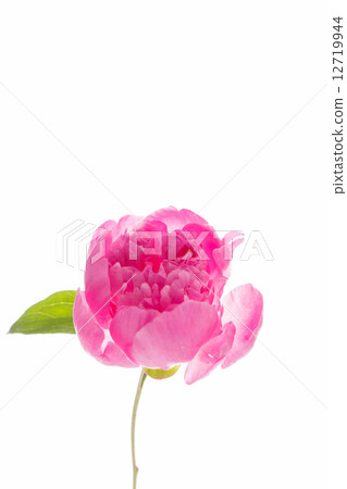 peony on the white peony on the white 12719944