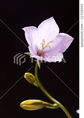 bluebell on the black background 12720045