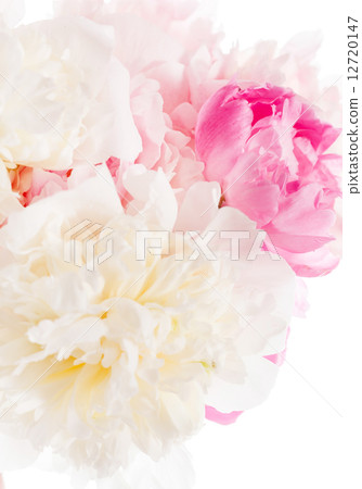 peony on the white 12720147