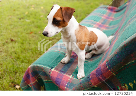 nice dog 12720234