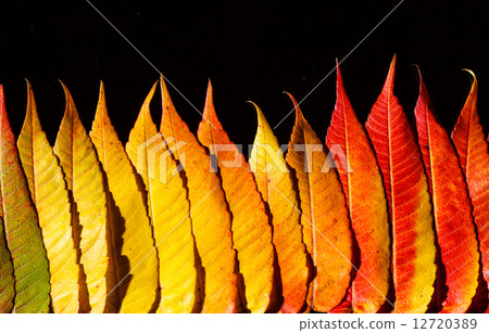 autumn leaves autumn leaves 12720389