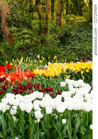 spring garden 12720484