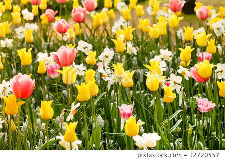 spring garden 12720557