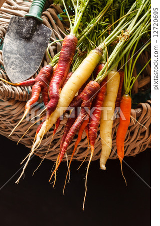 fresh carrots 12720695