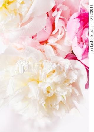 peony on the white peony on the white 12720911