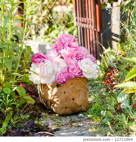peonies in basket peonies in basket 12721864