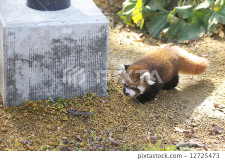 The popularity of Maruyama zoo is lesser panda 12725473