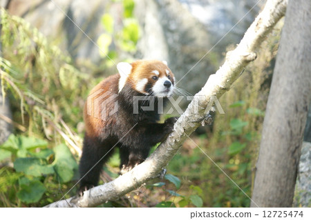 The popularity of Maruyama zoo is lesser panda 12725474