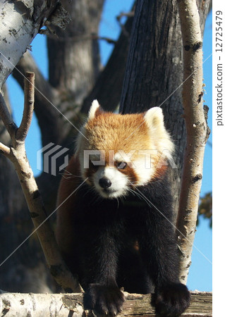 The popularity of Maruyama zoo is lesser panda 12725479