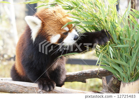 The popularity of Maruyama zoo is lesser panda 12725483