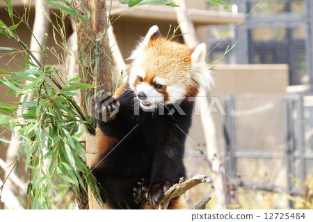 Maruyama動物園的受歡迎程度是較小的熊貓 12725484