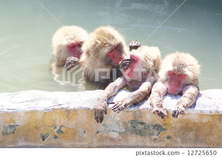 Monkey who loves hot springs 12725650