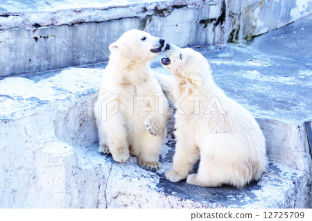 Popular items at Maruyama zoo 12725709