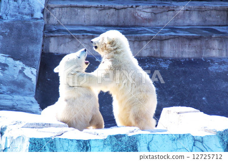 Popular items at Maruyama zoo Popular items at Maruyama zoo 12725712