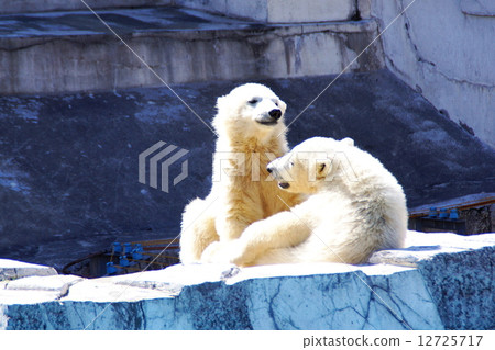 Popular items at Maruyama zoo 12725717